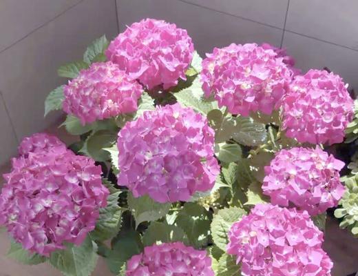 粉丝绣球花的花语是什么？它有什么寓意？