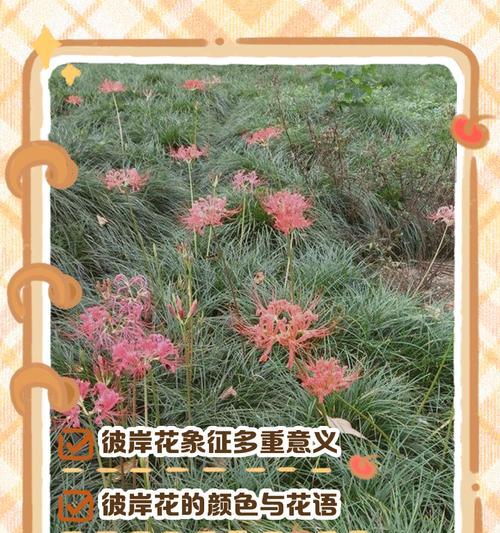 白色彼岸花的花语是什么？它有什么特别的寓意？