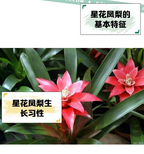 莺哥凤梨的花语有何深意？它象征着什么？