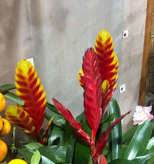 莺哥凤梨的花语有何深意？它象征着什么？