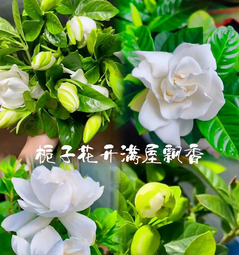 栀子花的花语美文有哪些？它们各自表达了什么？
