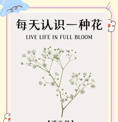 漫天星花的花语是什么？它有什么寓意？