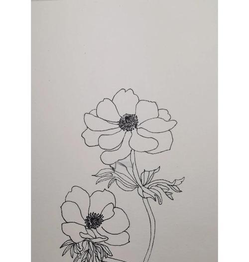 红银莲花的花语有哪些？红银莲花象征着什么？