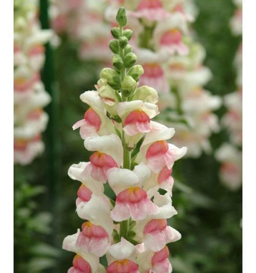 各色金鱼草花语是什么？金鱼草花语有哪些含义？