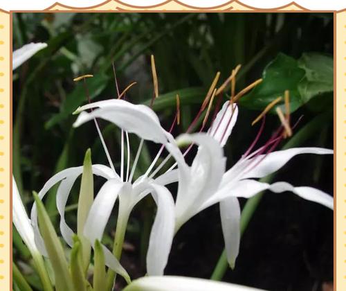 文殊兰花语来源是什么？文殊兰的花语有何意义？