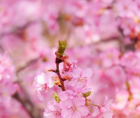 樱花的多种花语是什么？樱花代表了哪些情感？