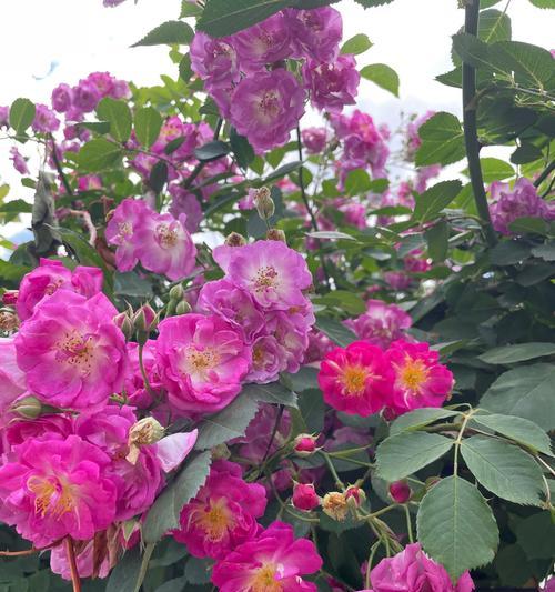 描述蔷薇花花语是什么？蔷薇花的花语有哪些？