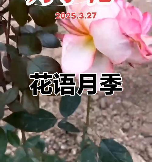 人工月季花花语是什么？人工月季的花语有何特别？