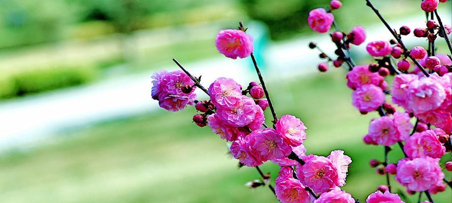 榆叶梅花语由来是什么？榆叶梅的花语有何含义？