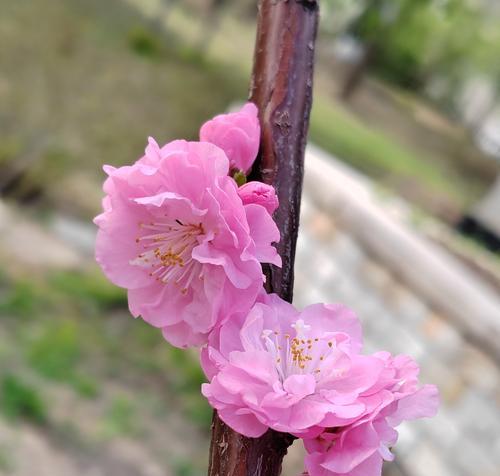 榆叶梅花语由来是什么？榆叶梅的花语有何含义？