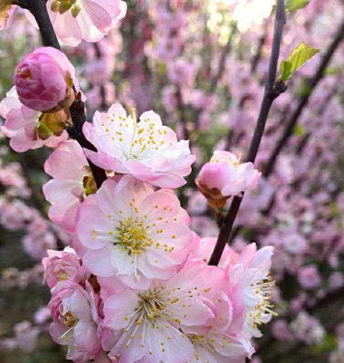 榆叶梅花语由来是什么？榆叶梅的花语有何含义？