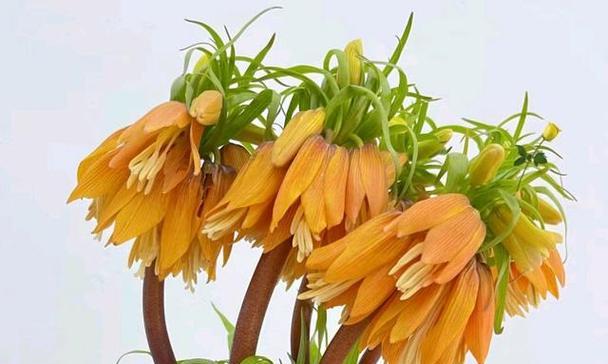 皇冠贝母花花语是什么？皇冠贝母的花语有何寓意？