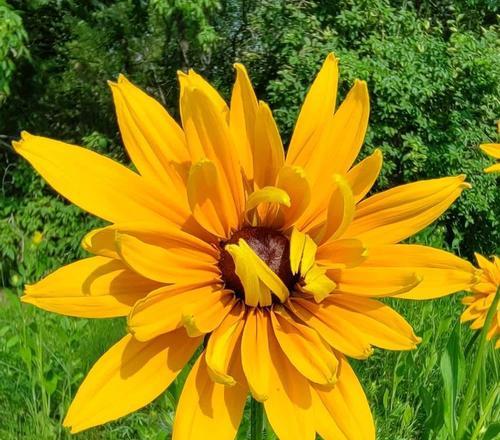 花语是公平的花是什么？代表公平的花有哪些？