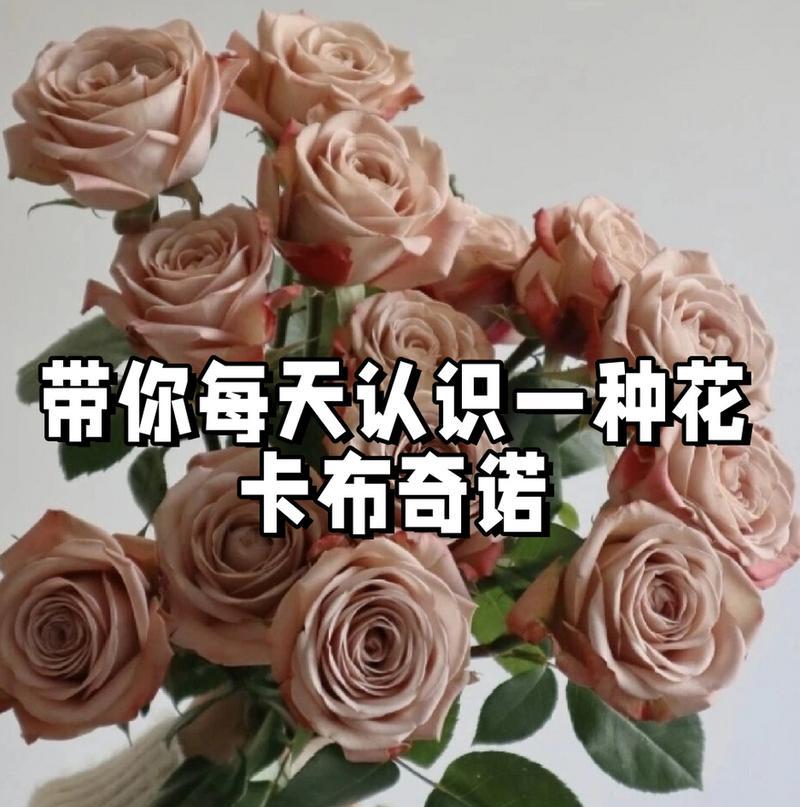 花语是长大的花是什么？代表成长的花有哪些？