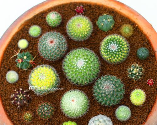 白鸟仙人掌花语是什么？仙人掌的花语有何特别？