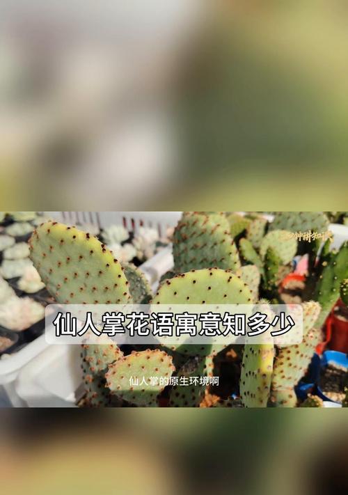 白鸟仙人掌花语是什么？仙人掌的花语有何特别？