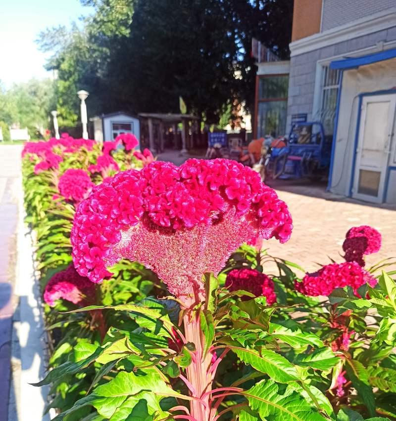 对红花的花语代表什么？