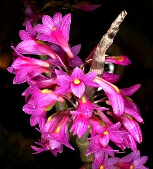 对红花的花语代表什么？