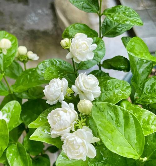 哪种花象征恒久的爱？