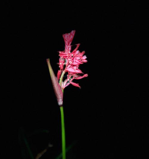 紫背竹芋的花语是什么？