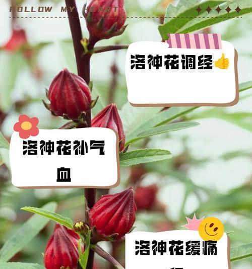 大洛神花代表了什么？
