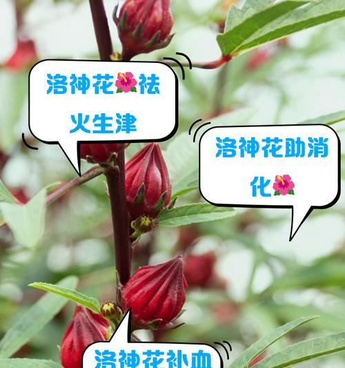大洛神花代表了什么？