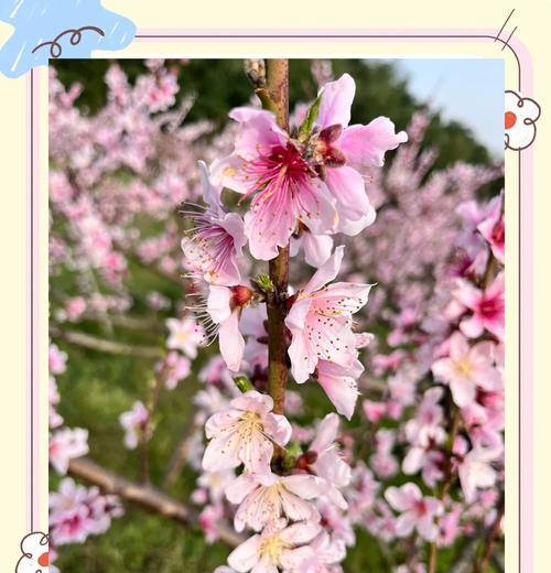 大叶樱花的花语有何含义？
