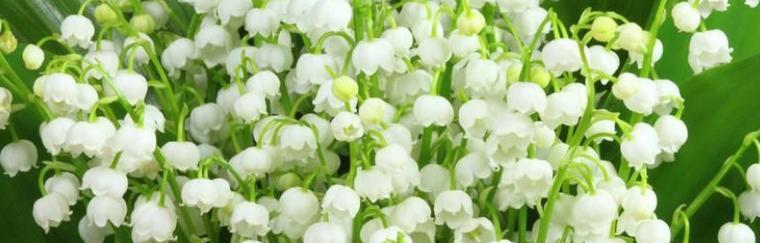 亮叶木莲的花语是什么？