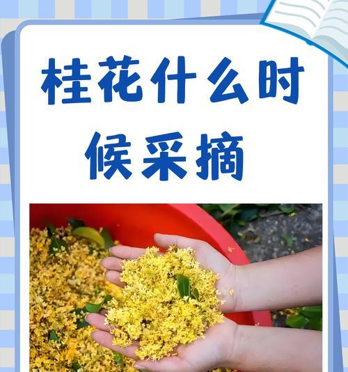 桂花的花语及其背后的故事是什么？