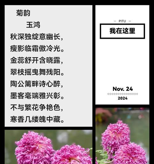 艾菊的花语有何特别之处？