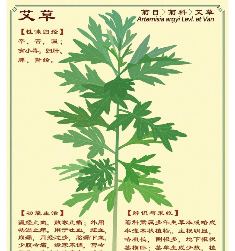 艾菊的花语有何特别之处？