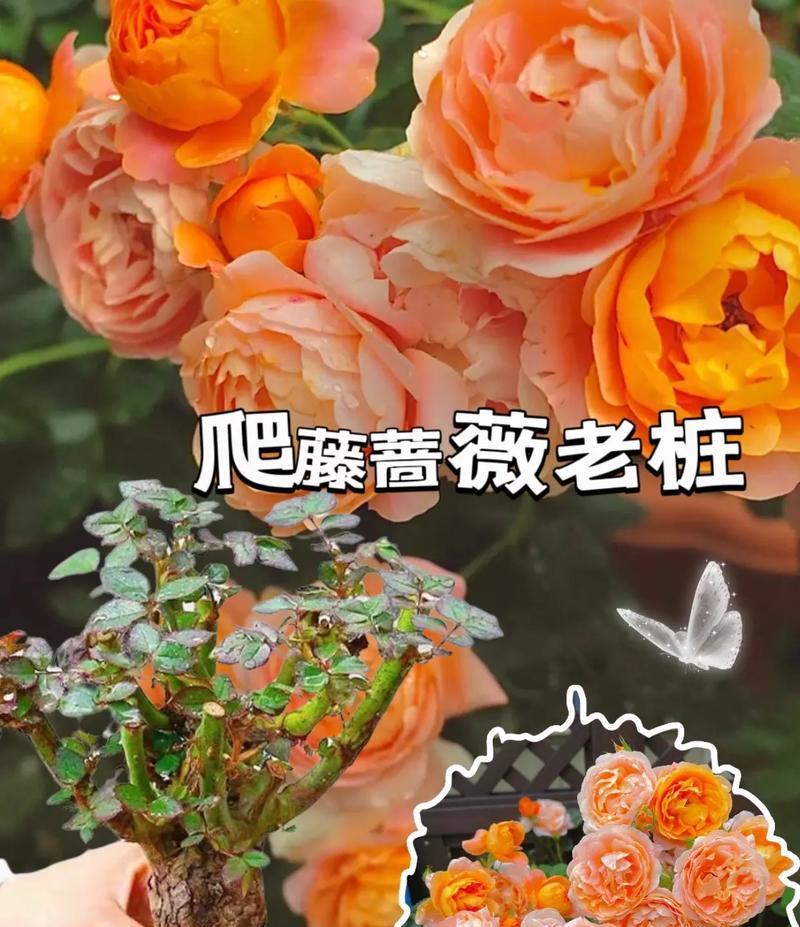 蔷薇花盆景的花语是什么？