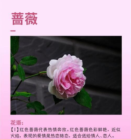 蔷薇花盆景的花语是什么？