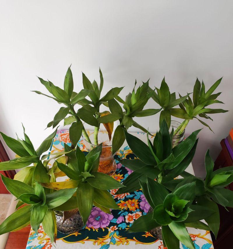 蔷薇花盆景的花语是什么？