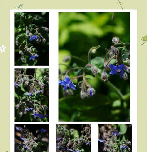 琉璃苣花的花语有何深意？