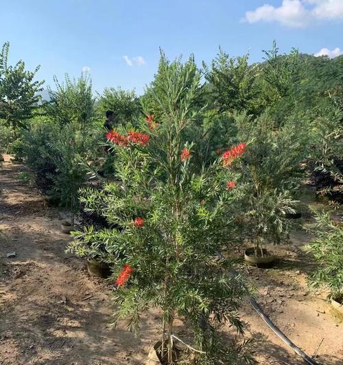 柳叶红千层花语是什么？