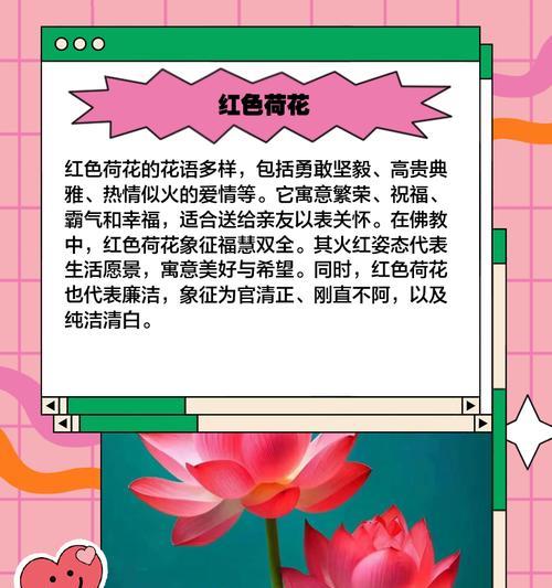 荷花冰娇的花语有何寓意？