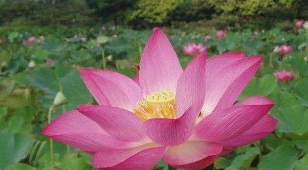 荷花冰娇的花语有何寓意？
