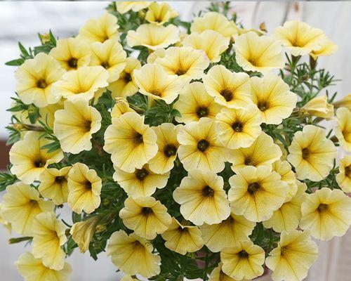 角堇花语代表什么？