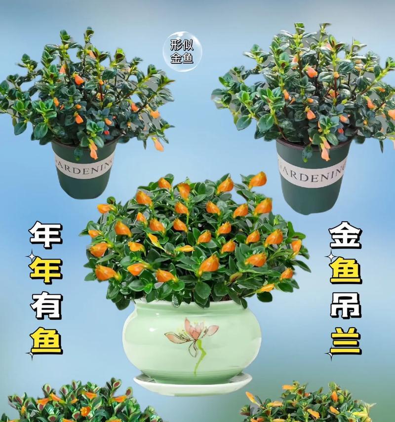 吊兰花语代表什么？