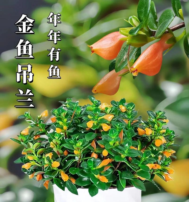 吊兰花语代表什么？