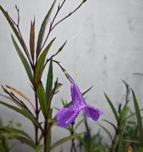 紫花翠芦莉花语有何含义？