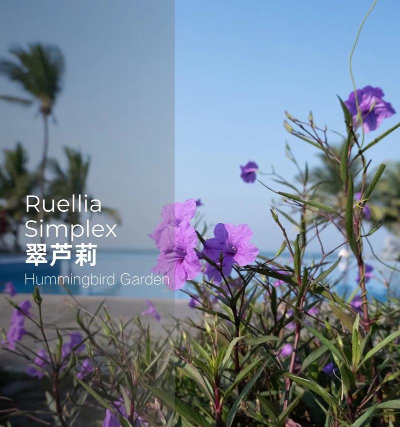紫花翠芦莉花语有何含义？