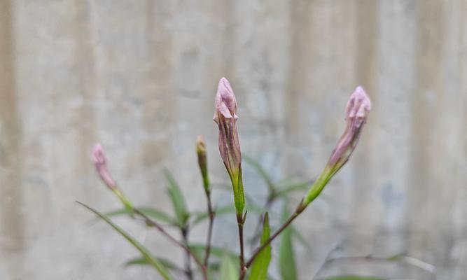 紫花翠芦莉花语有何含义？