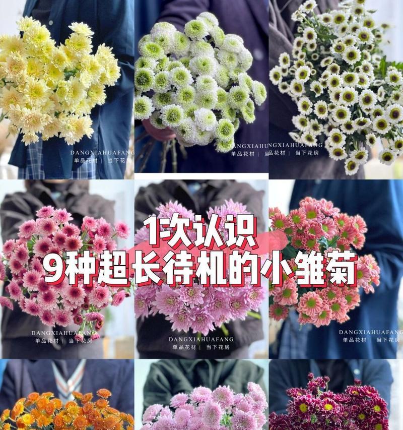 小雏菊花语颜色有何含义？