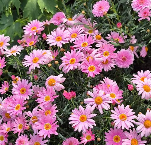 小雏菊花语颜色有何含义？