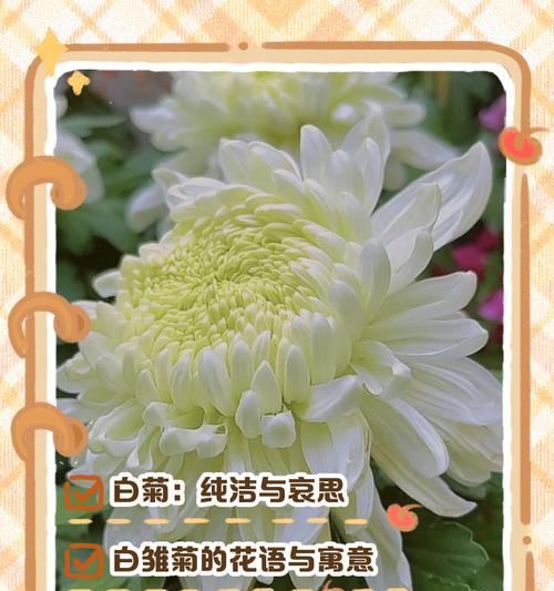 菊花花语及象征代表什么？