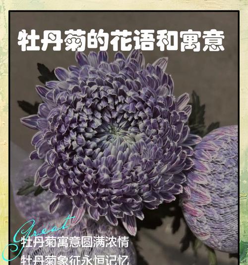 菊花花语及象征代表什么？