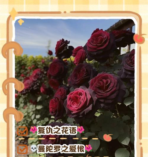 花语真的存在吗？