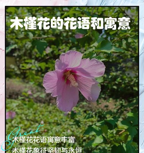 花语真的存在吗？